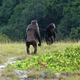 Dos chimpancés machos adultos de patrulla en el Parque Nacional Loango en Gabón